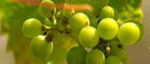 resources_green grapes