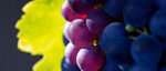 resources_viti_4